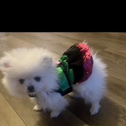 Pomeranian Puppies from Mikayla's Pomeranians