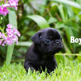 Snickers - Black male Pug puppy in Hanna City, Illinois from Sauder Pugs
