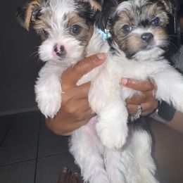Yorkshire Terrier Puppies from Xclusive Petz