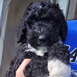 Pumpkin - Black and white female Bernedoodle puppy in Mckenzie, Tennessee from Small Town Doodles & Poodles