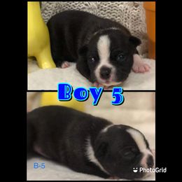 Boston Terrier Puppies from Bonze Boston Terriers