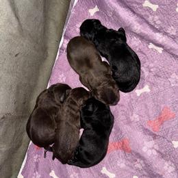 Grey Collar Male - Black male Labrador Retriever puppy in Kissimmee, Florida from SunState Labs