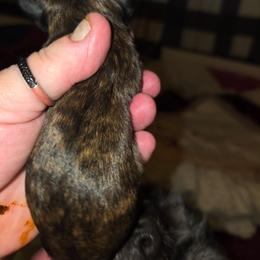 Lucy - Brindle and white female Shih Tzu puppy in Cook County, Illinois from My Tzu Crew