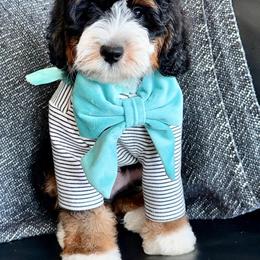Black - Tri-color male Bernedoodle puppy in Curtice, Ohio from The Pink Doghouse