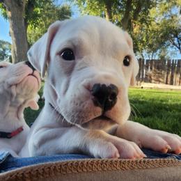 Dogo Argentino puppies from Valkka Kennels