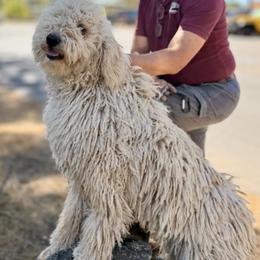 Anatolian Shepherd Dog and Komondor All Grown Up from Tatties Ranch