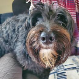 Sheepadoodle puppies from Fluffy Wonders Poms and Doodles