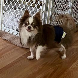 Asher - Chihuahua