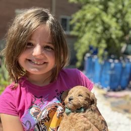 Cavapoo and Goldendoodle Puppies from PJs Puppy Love