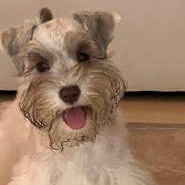 Lola - Miniature Schnauzer