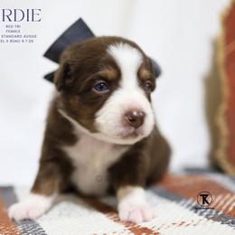 Birdie- Red Tri Female - Red tri-color female Australian Shepherd puppy in Nacogdoches, Texas from TK Standard, Mini, & Toy Aussies