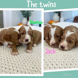 Boy 6 - Red  male Goldendoodle puppy in Glendale, Arizona from Follow Your Bliss Doodles