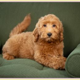 Blaze - Red  male Goldendoodle puppy in Connersville, Indiana from Deaz Doodle Ranch