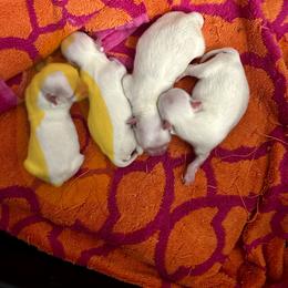 Sammi - White male Maltese puppy in Newaygo, Michigan from Dawn's Maltese