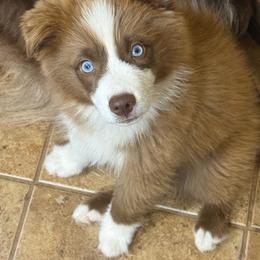 Ty - Red & white male Miniature Australian Shepherd puppy in Chickasha, Oklahoma from Rustic Lace
