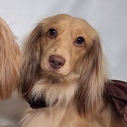 Pluto - Dachshund