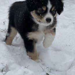 Miniature Australian Shepherd Puppies from Integrity Aussies