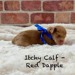 Itchy calf - Dapple male Dachshund puppy in Goodyear, Arizona from AZ Low Life Doxies