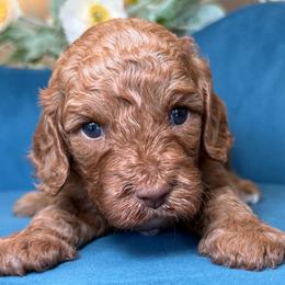 Lizzy - Apricot female Cavapoo puppy in Yuciapa, California from AlltheDoodlez_