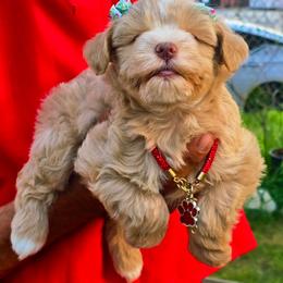 Gracie - Wheaten female Miniature Schnauzer puppy in Texas from Blue Rose's Schnauzers