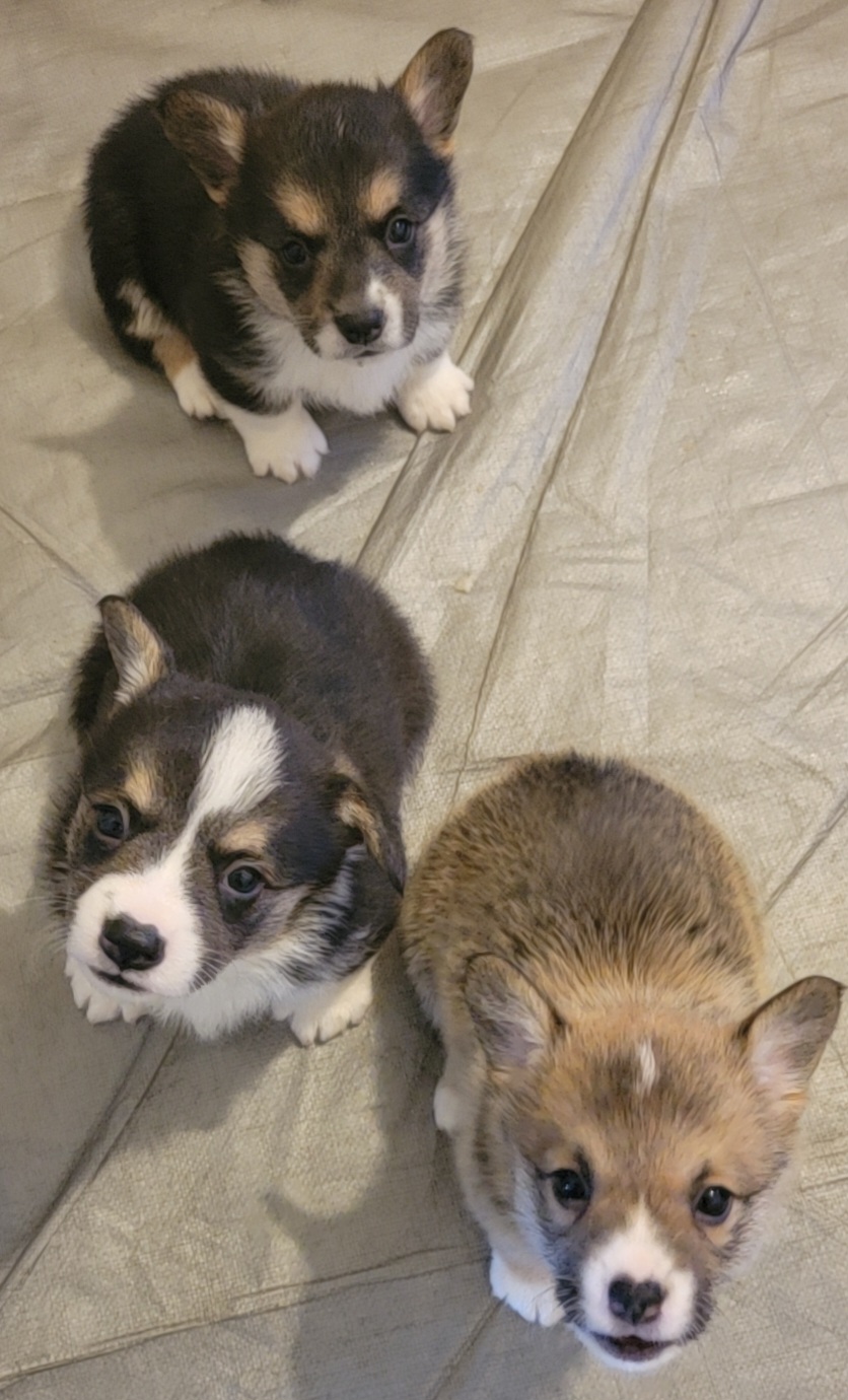 Pembroke Welsh Corgi Puppies from Shasta Valley Pembrokes