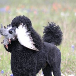 Poodles from Deaux Rey Standard Poodles