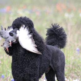 Poodles from Deaux Rey Standard Poodles