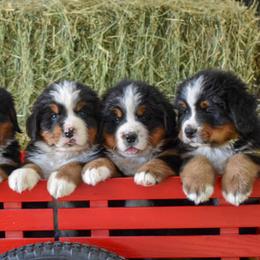 Bernese Mountain Dogs from AlpenStar Bernese