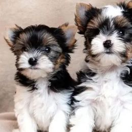 Yorkshire Terriers from Casa de Yorkies