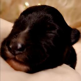 CARAMEL TRUFFLE - Black tri-color female Australian Shepherd puppy in Salem, Arkansas from Patchwork Kennels