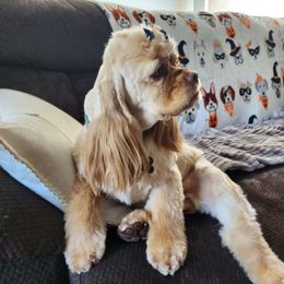 Willow - Cocker Spaniel