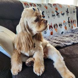 Willow - Cocker Spaniel