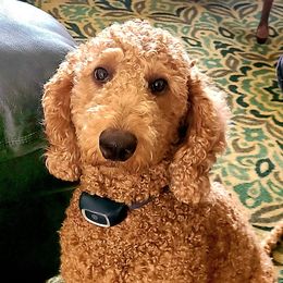 Mojo - Goldendoodle