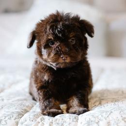 Godiva (Diva) - Brown female Schnoodle puppy in Grove, Oklahoma from Grand Lake Poodles & Doodles