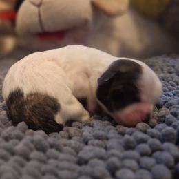 Mal-Shi Puppies from Gemstone Exclusive Pups of Florida