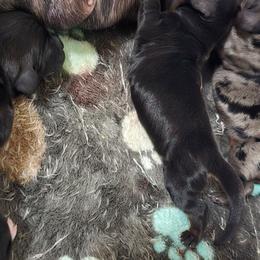 Wallie - Black and tan male Dachshund puppy in Florence, Mississippi from Rosies Doxies and Poodles CKC