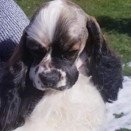 Hazel - Cocker Spaniel