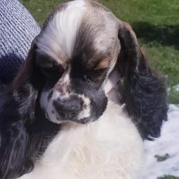 Hazel - Cocker Spaniel