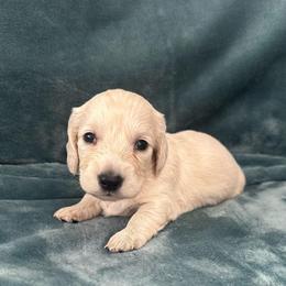 Marshmallow - Cream male Dachshund puppy in Memphis, Tennessee from River City Doxies