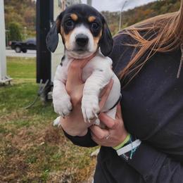 Dachshund Puppies from The Wienery