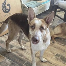 Copper - German Shepherd