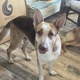 Copper - German Shepherd