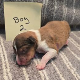 Biscuit 2m - White and sable male Shetland Sheepdog puppy in Caldwell, Texas from Candyce Witte