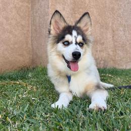 Love bug - Gray and white female Pomsky puppy in La Verne, California from Red Cedar Pomskies