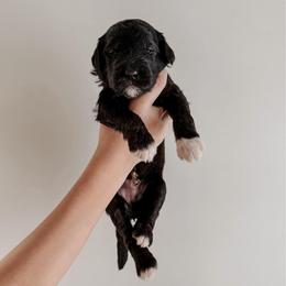 Sarratt. - Black and white male Sheepadoodle puppy in Wabash, Indiana from DOODCompany