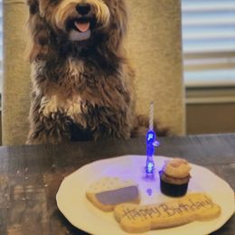 Goldendoodle All Grown Up from Scherrer Sweet Goldendoodles