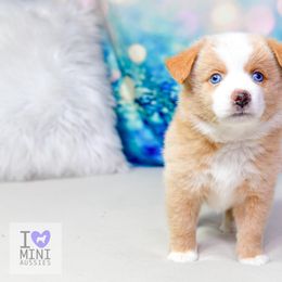 Arts and Crafts : Girl 2 - Yellow female Miniature Australian Shepherd puppy in Orlando, Florida from iHeart Mini Aussies
