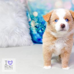 Arts and Crafts : Girl 2 - Yellow female Miniature Australian Shepherd puppy in Orlando, Florida from iHeart Mini Aussies