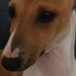 Italian Greyhounds from Dragonfly Valley Ranch