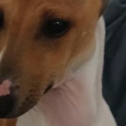 Italian Greyhounds from Dragonfly Valley Ranch